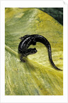 Plethodon glutinosus (northern slimy salamander) by Anonymous