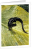 Plethodon glutinosus (northern slimy salamander) by Anonymous