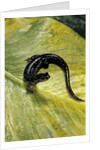 Plethodon glutinosus (northern slimy salamander) by Anonymous