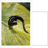 Plethodon glutinosus (northern slimy salamander) by Anonymous