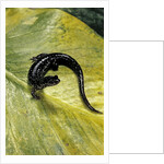 Plethodon glutinosus (northern slimy salamander) by Anonymous