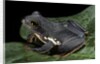 Rhacophorus dennysi (chinese gliding frog) by Anonymous