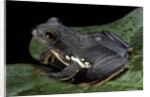 Rhacophorus dennysi (chinese gliding frog) by Anonymous