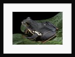 Rhacophorus dennysi (chinese gliding frog) by Anonymous