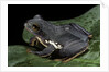 Rhacophorus dennysi (chinese gliding frog) by Anonymous