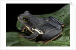 Rhacophorus dennysi (chinese gliding frog) by Anonymous