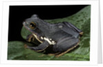 Rhacophorus dennysi (chinese gliding frog) by Anonymous