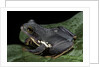 Rhacophorus dennysi (chinese gliding frog) by Anonymous