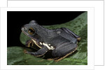 Rhacophorus dennysi (chinese gliding frog) by Anonymous