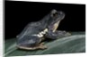 Rhacophorus dennysi (chinese gliding frog) by Anonymous