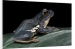 Rhacophorus dennysi (chinese gliding frog) by Anonymous