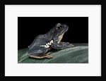 Rhacophorus dennysi (chinese gliding frog) by Anonymous