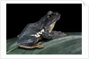 Rhacophorus dennysi (chinese gliding frog) by Anonymous