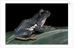 Rhacophorus dennysi (chinese gliding frog) by Anonymous