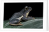 Rhacophorus dennysi (chinese gliding frog) by Anonymous