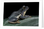 Rhacophorus dennysi (chinese gliding frog) by Anonymous