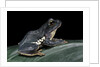 Rhacophorus dennysi (chinese gliding frog) by Anonymous