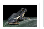 Rhacophorus dennysi (chinese gliding frog) by Anonymous