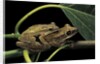 Polypedates leucomystax (common tree frog, golden gliding frog) - mating by Anonymous