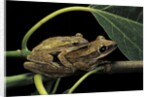 Polypedates leucomystax (common tree frog, golden gliding frog) - mating by Anonymous