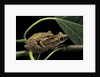 Polypedates leucomystax (common tree frog, golden gliding frog) - mating by Anonymous