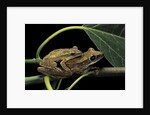 Polypedates leucomystax (common tree frog, golden gliding frog) - mating by Anonymous