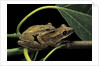 Polypedates leucomystax (common tree frog, golden gliding frog) - mating by Anonymous