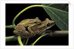 Polypedates leucomystax (common tree frog, golden gliding frog) - mating by Anonymous
