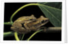 Polypedates leucomystax (common tree frog, golden gliding frog) - mating by Anonymous