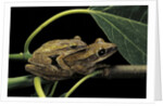 Polypedates leucomystax (common tree frog, golden gliding frog) - mating by Anonymous