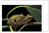 Polypedates leucomystax (common tree frog, golden gliding frog) - mating by Anonymous