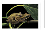 Polypedates leucomystax (common tree frog, golden gliding frog) - mating by Anonymous