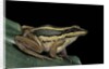 Hylarana erythraea (common green frog, leaf frog) by Anonymous