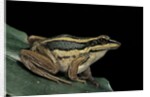 Hylarana erythraea (common green frog, leaf frog) by Anonymous
