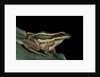 Hylarana erythraea (common green frog, leaf frog) by Anonymous