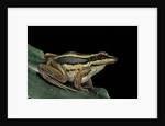 Hylarana erythraea (common green frog, leaf frog) by Anonymous