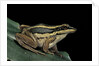 Hylarana erythraea (common green frog, leaf frog) by Anonymous
