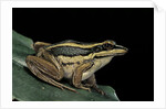 Hylarana erythraea (common green frog, leaf frog) by Anonymous