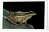 Hylarana erythraea (common green frog, leaf frog) by Anonymous