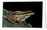 Hylarana erythraea (common green frog, leaf frog) by Anonymous
