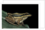 Hylarana erythraea (common green frog, leaf frog) by Anonymous