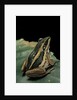 Hylarana erythraea (common green frog, leaf frog) by Anonymous