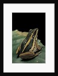 Hylarana erythraea (common green frog, leaf frog) by Anonymous