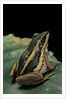 Hylarana erythraea (common green frog, leaf frog) by Anonymous