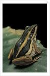 Hylarana erythraea (common green frog, leaf frog) by Anonymous
