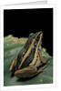 Hylarana erythraea (common green frog, leaf frog) by Anonymous