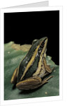 Hylarana erythraea (common green frog, leaf frog) by Anonymous