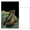 Hylarana erythraea (common green frog, leaf frog) by Anonymous
