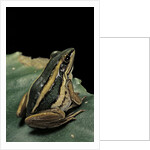Hylarana erythraea (common green frog, leaf frog) by Anonymous