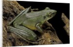 Odorrana hosii (poisonous rock frog) by Anonymous